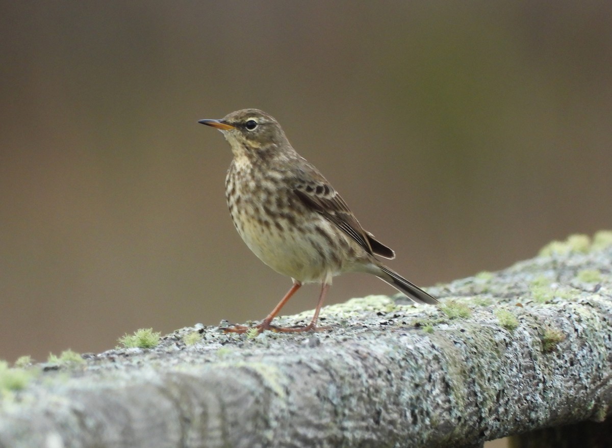 Rock Pipit - ML646069364