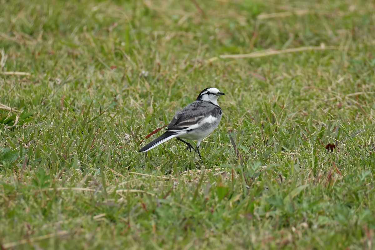 白鶺鴒 - ML646069367