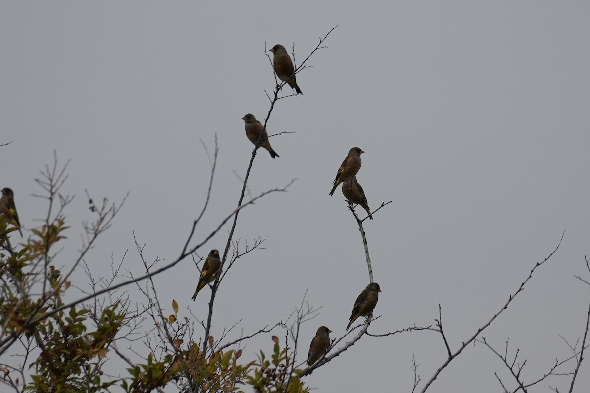 金翅雀 - ML646069371