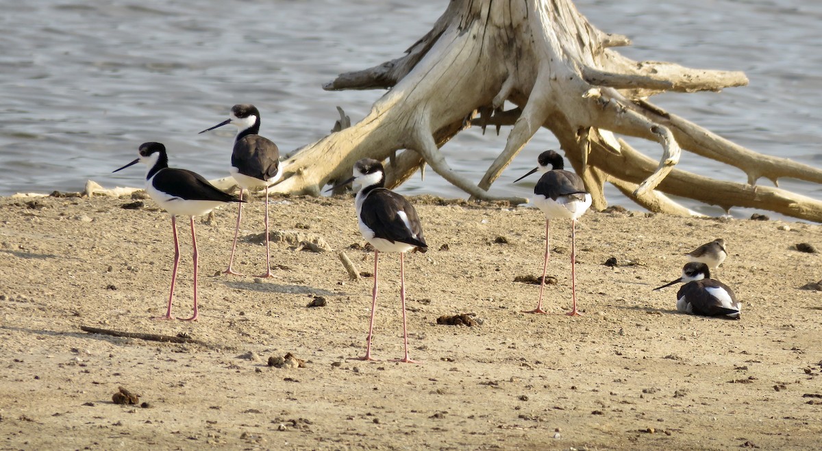 Black-necked Stilt - ML646069373