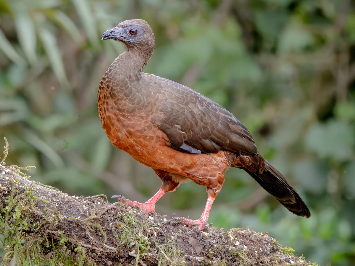 Sickle-winged Guan - ML646069378