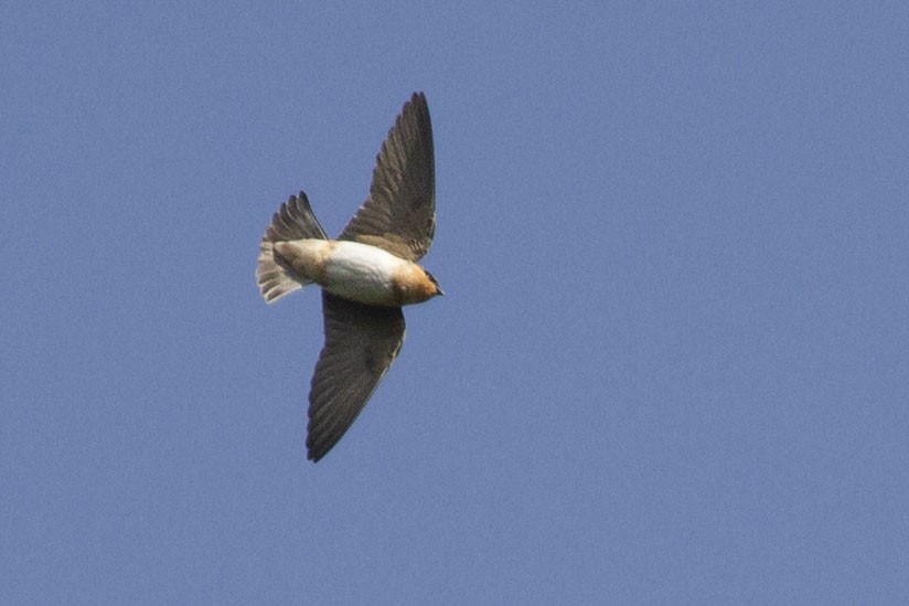 Cave Swallow - ML646069385