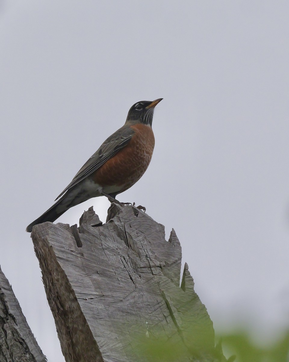 コマツグミ - ML646069391