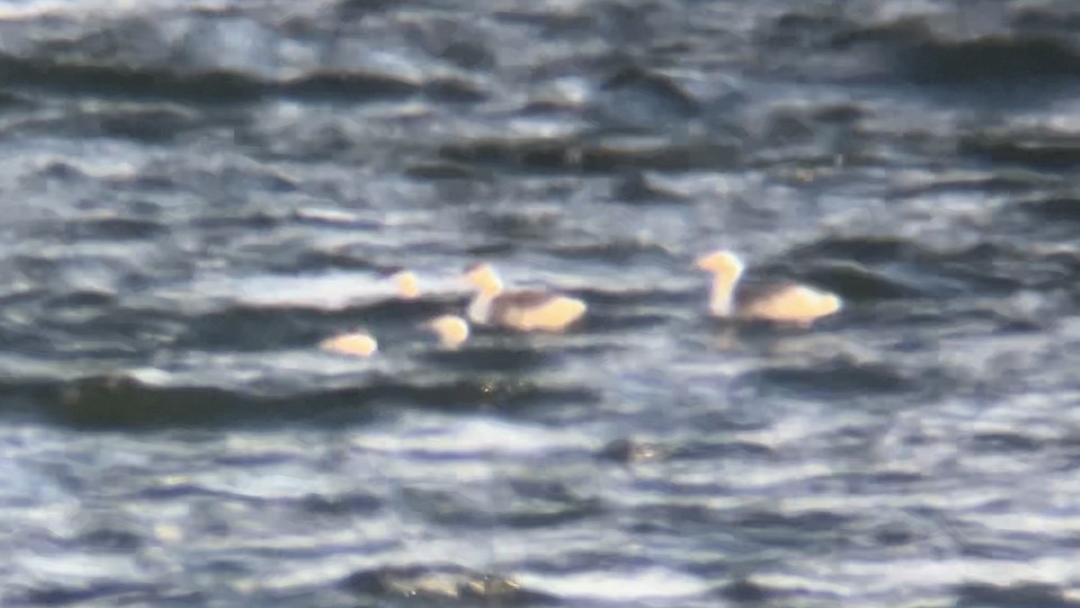 Horned Grebe - ML646069399