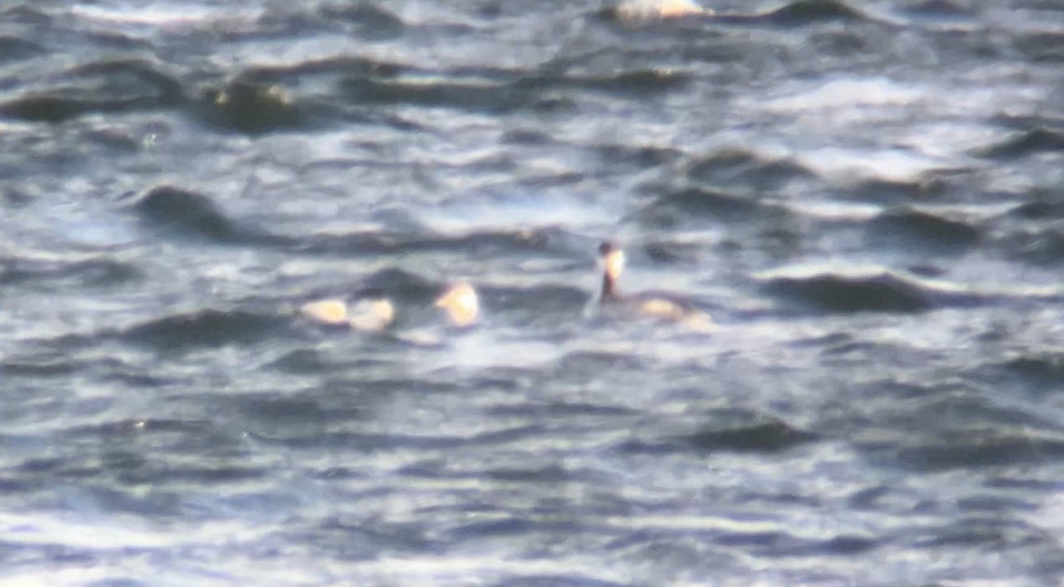 Horned Grebe - ML646069400