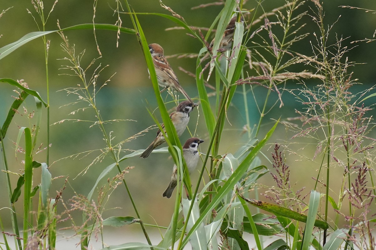 麻雀 - ML646069405