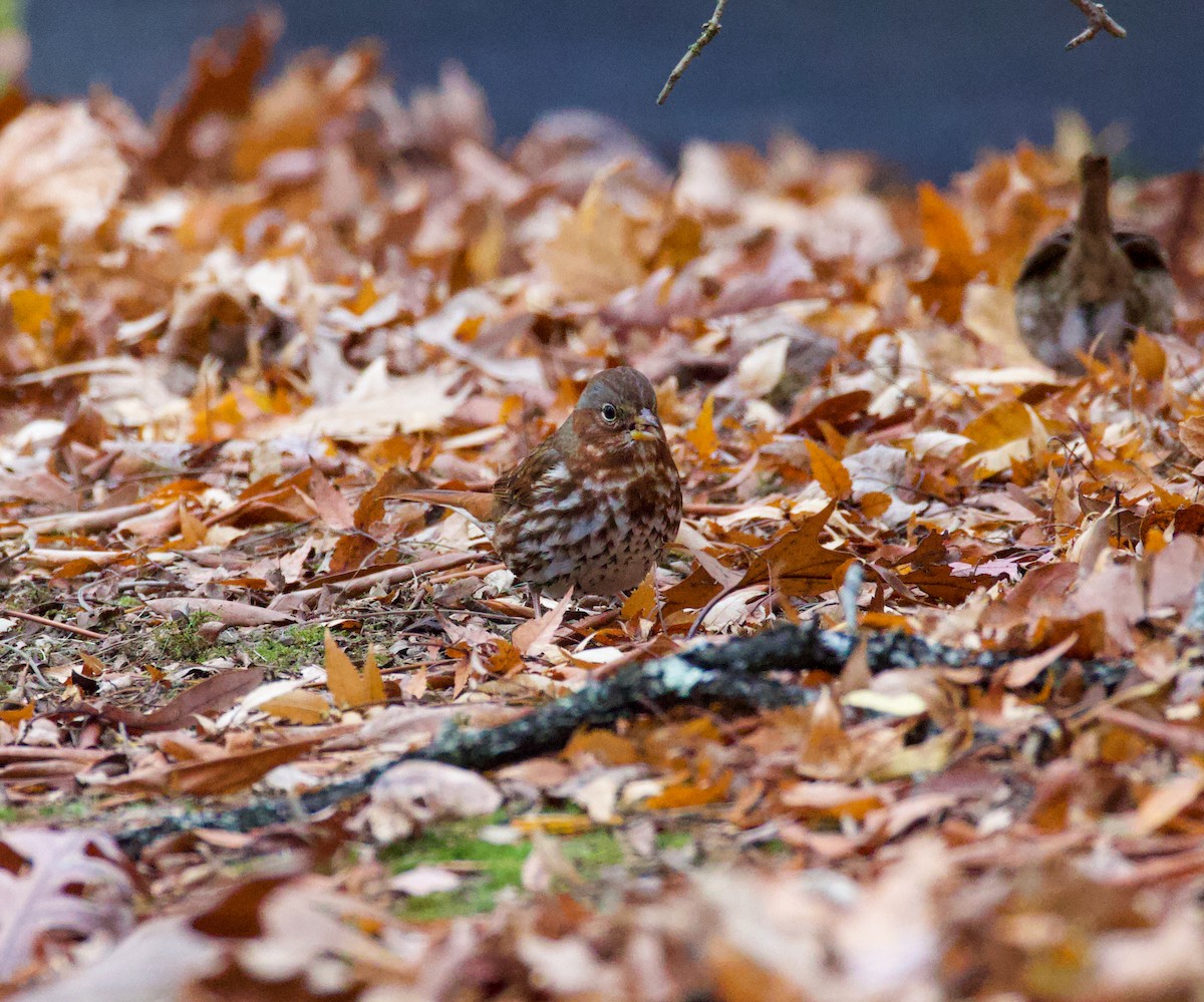 Fox Sparrow - ML646069418