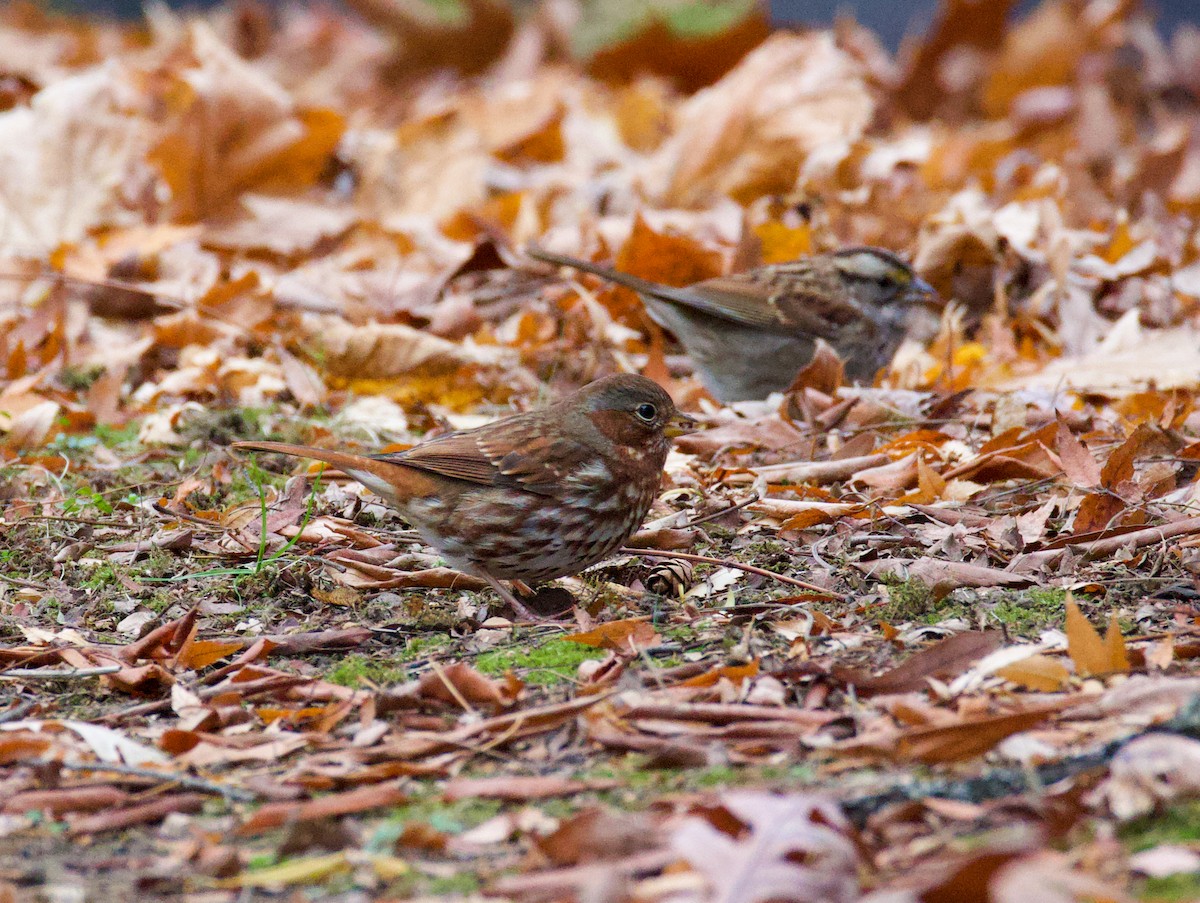 Fox Sparrow - ML646069419