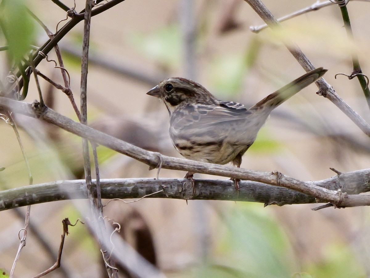 ウタスズメ - ML646069432