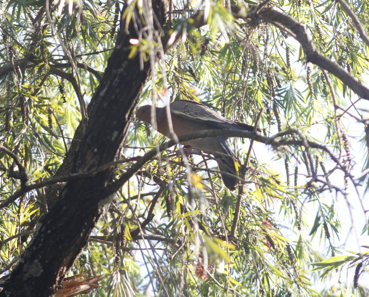 Picazuro Pigeon - ML646069435