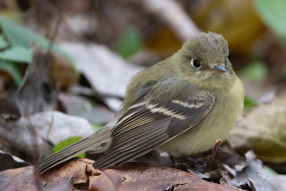 Western Flycatcher - ML646069441