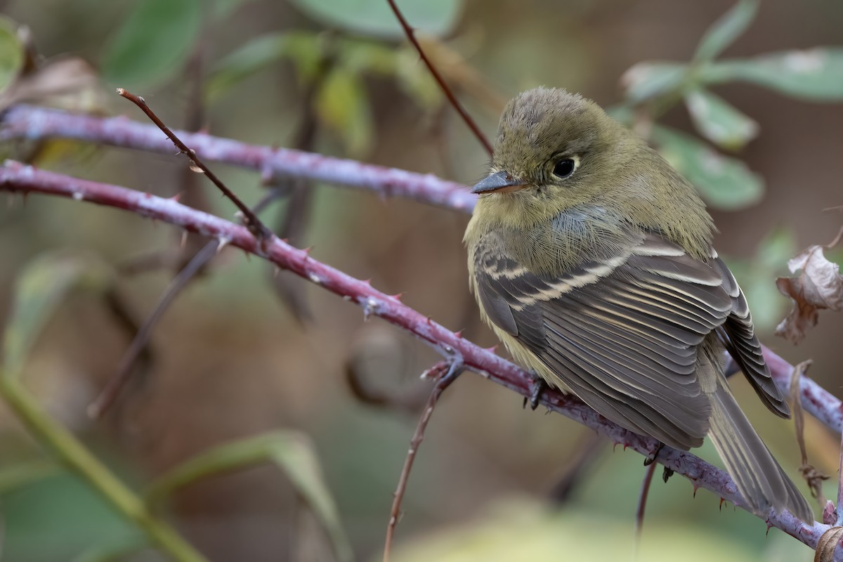 Western Flycatcher - ML646069453