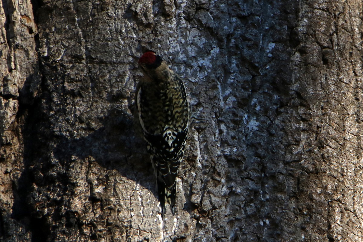 datel rudohrdlý - ML646069457