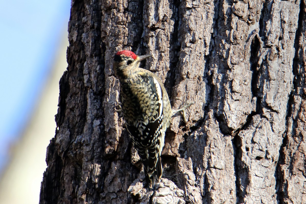 datel rudohrdlý - ML646069458