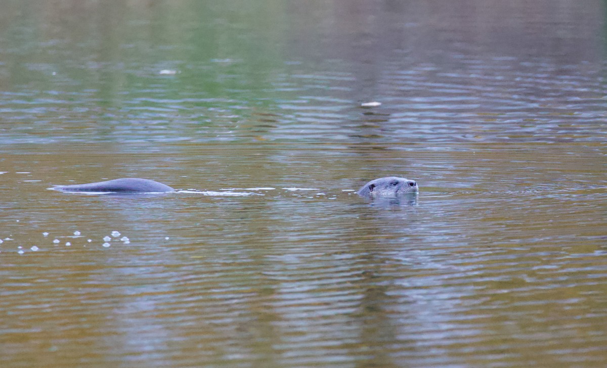 North American River Otter - ML646069460