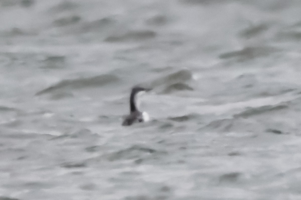 Улаан гүеэт гахууна - ML646069462