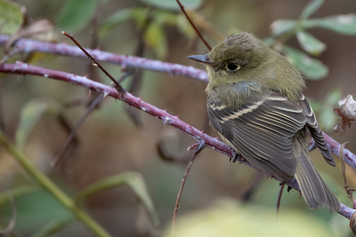 Western Flycatcher - ML646069466
