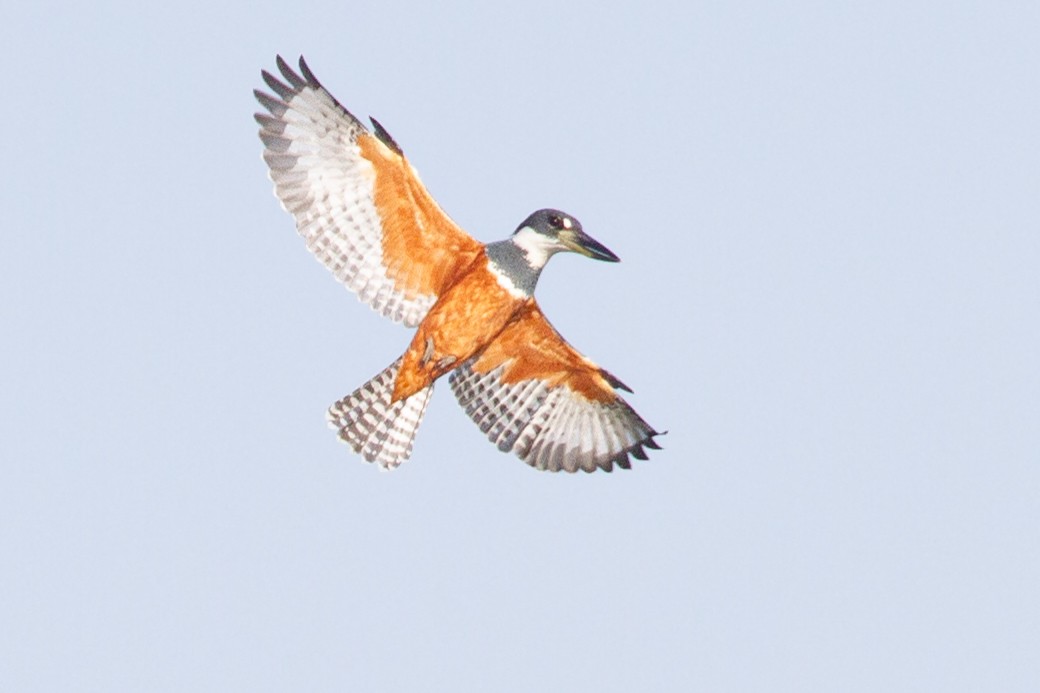 Ringed Kingfisher - ML646069468