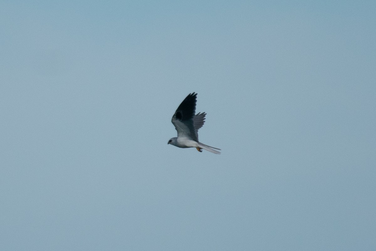 White-tailed Kite - ML646069479