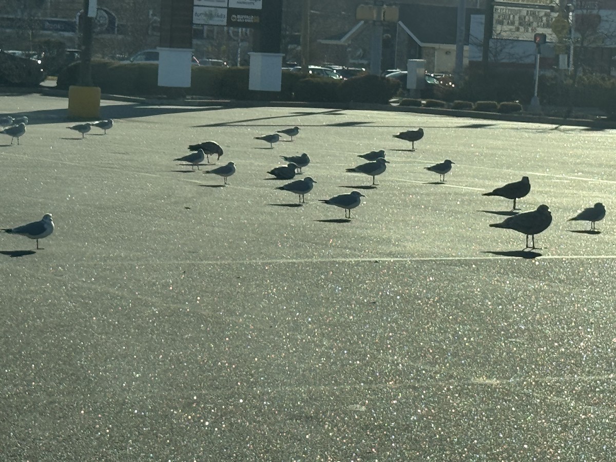 American Herring Gull - ML646069483