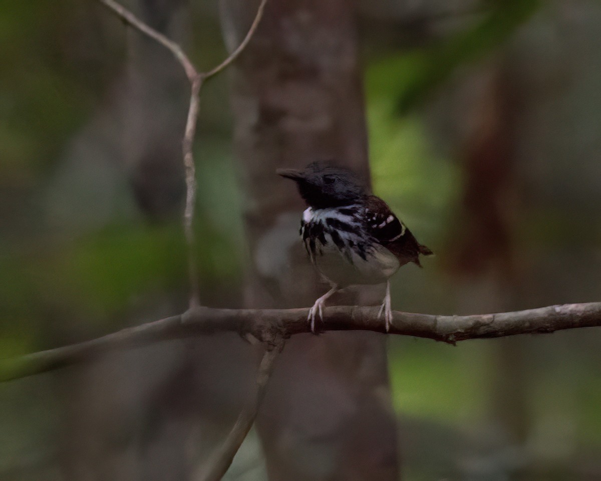 Spot-backed Antbird - ML646069491