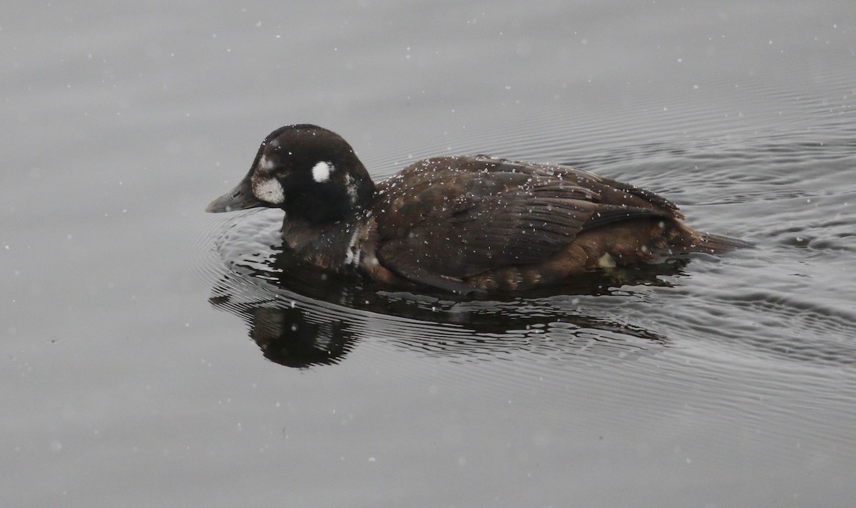 Harlequin Duck - ML646069497