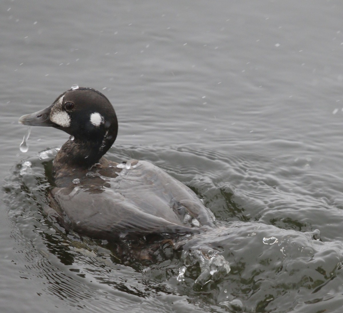 Harlequin Duck - ML646069498