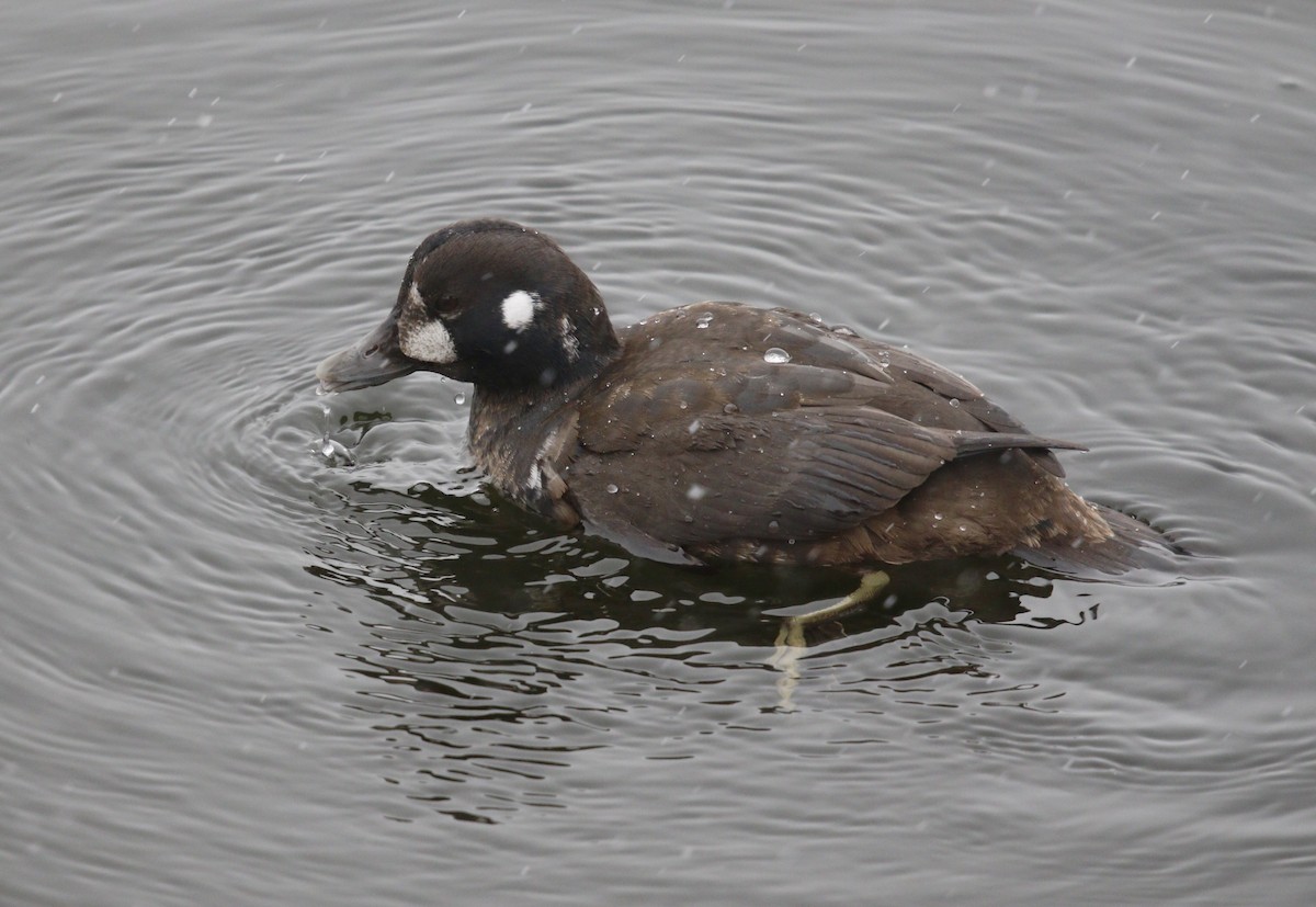 Harlequin Duck - ML646069499