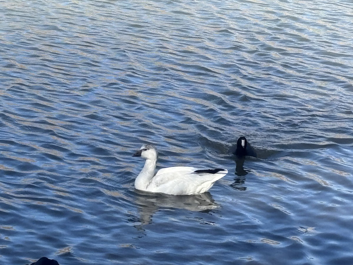 Ross's Goose - ML646069509