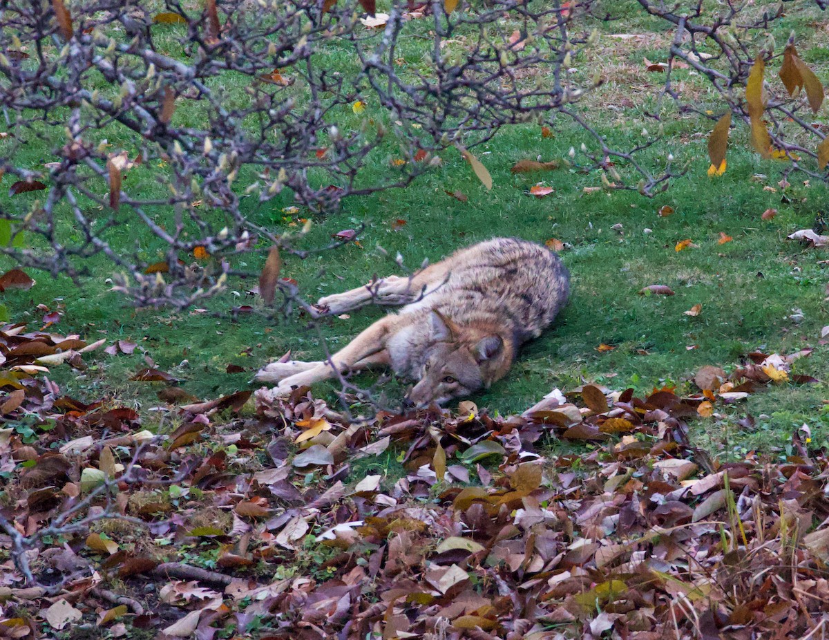 Coyote - ML646069513