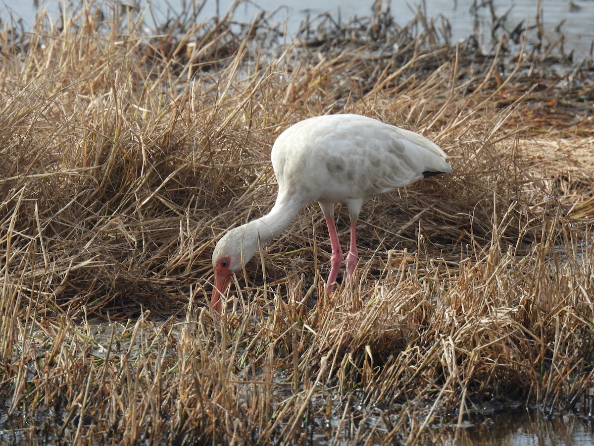 Ibis blanc - ML646069514