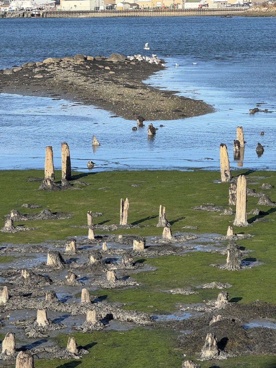 American Herring Gull - ML646069516