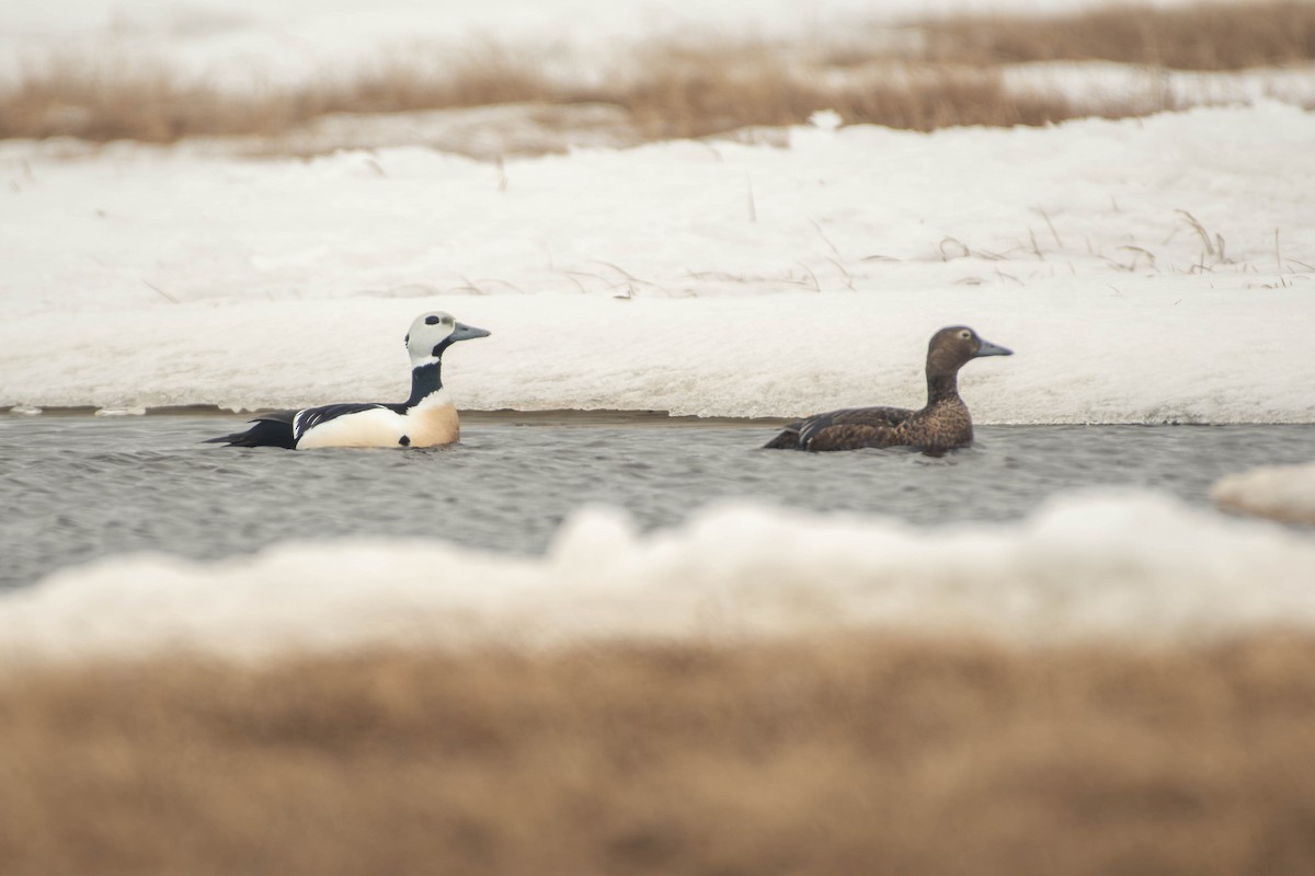 Steller's Eider - ML646069517