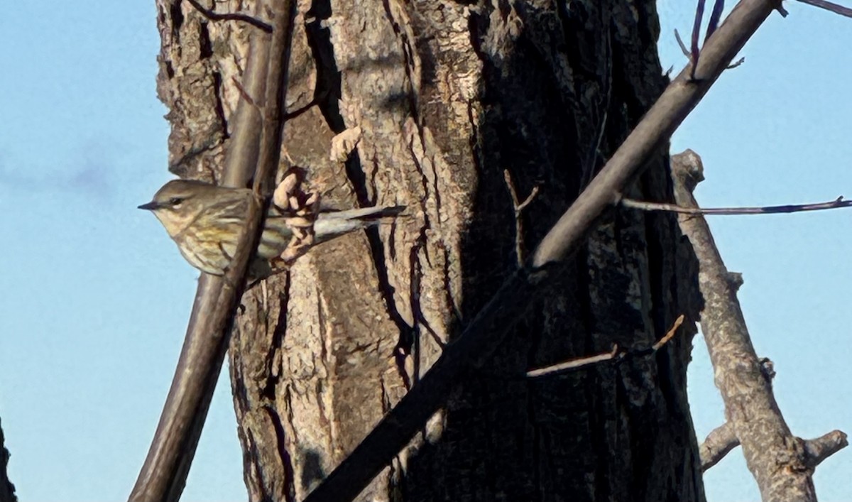 Yellow-rumped Warbler - ML646069523