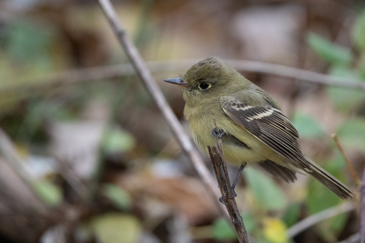 Western Flycatcher - ML646069526