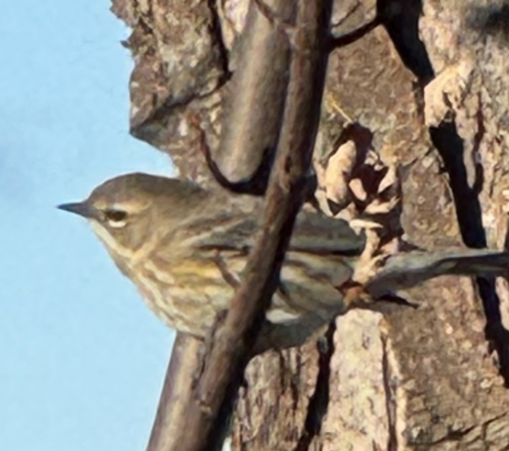 Yellow-rumped Warbler - ML646069529