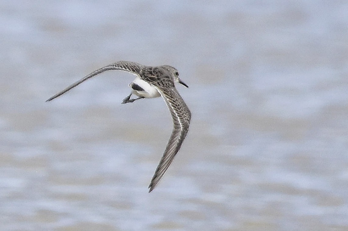 コシジロウズラシギ - ML646069530