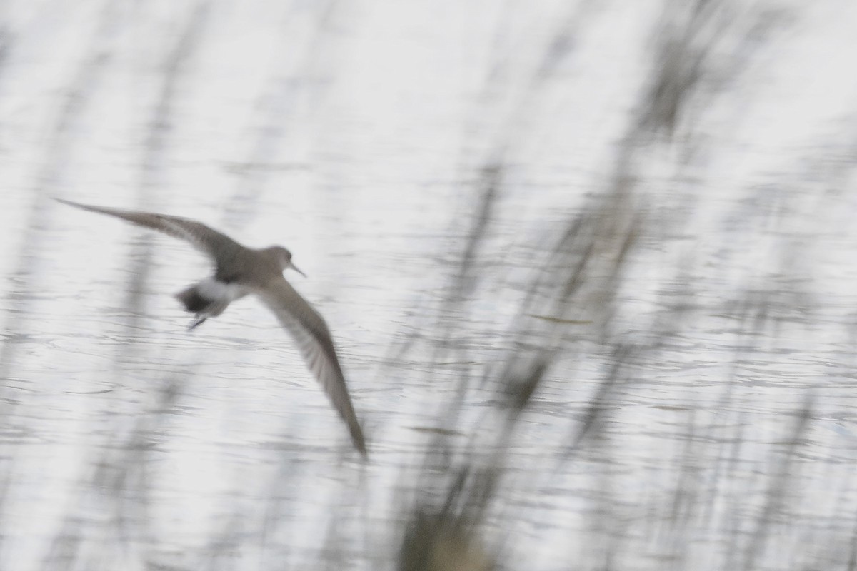 White-rumped Sandpiper - ML646069532