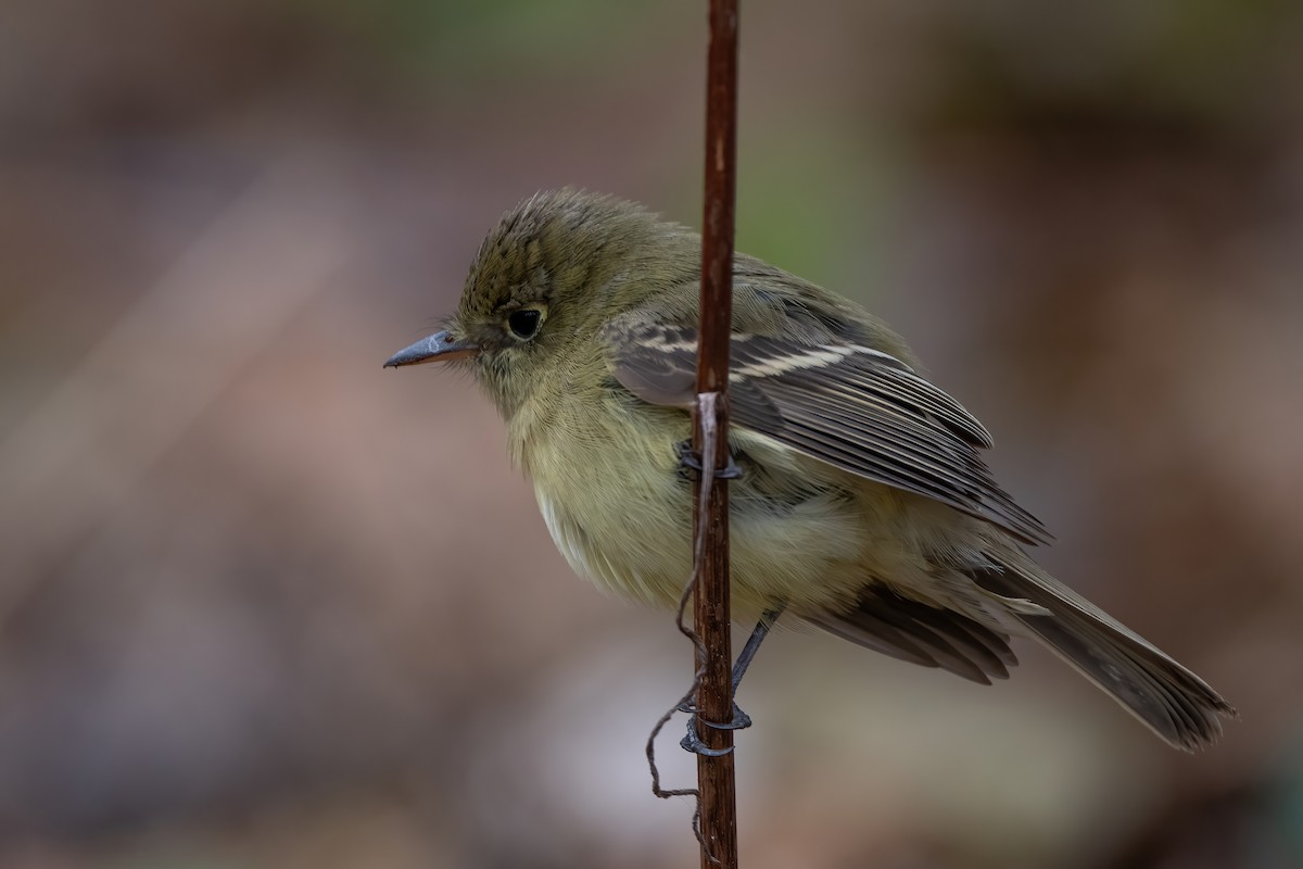Western Flycatcher - ML646069533