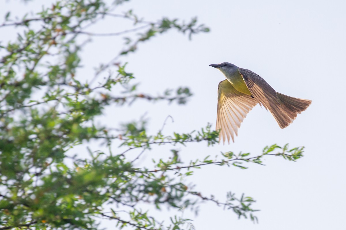 Couch's Kingbird - ML646069534
