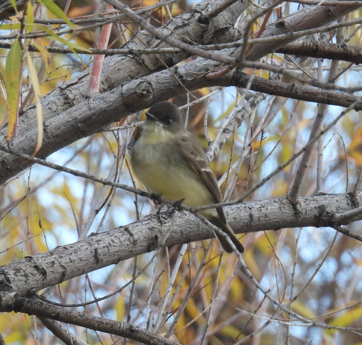Eastern Phoebe - ML646069539