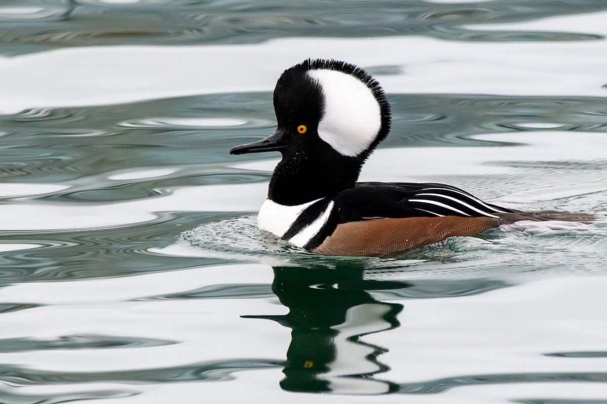Hooded Merganser - ML646069541
