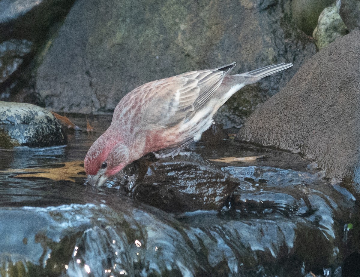 House Finch - ML646069545