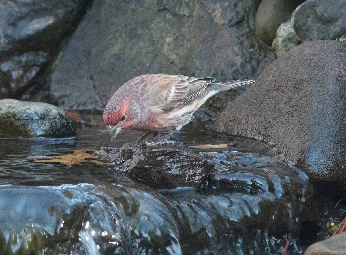 House Finch - ML646069547