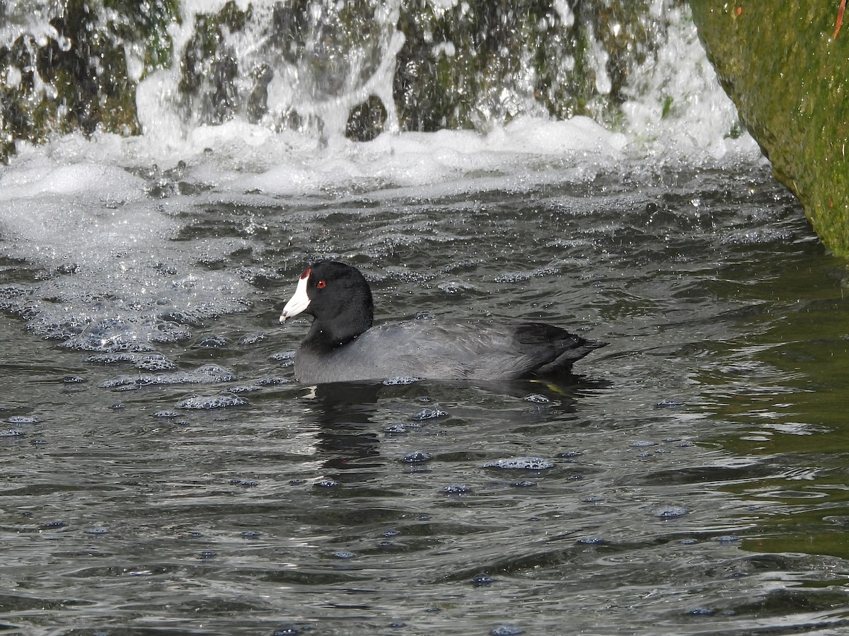 American Coot - ML646069548