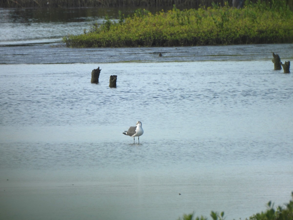 Laughing Gull - ML646069549