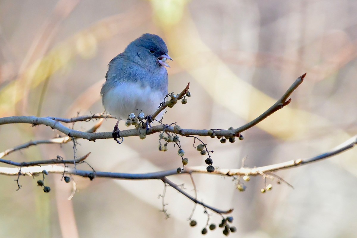 Dark-eyed Junco - ML646069550