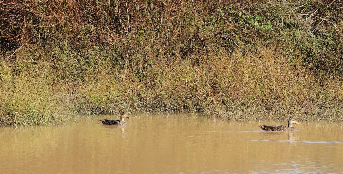 Mallard/Mottled Duck - ML646069551