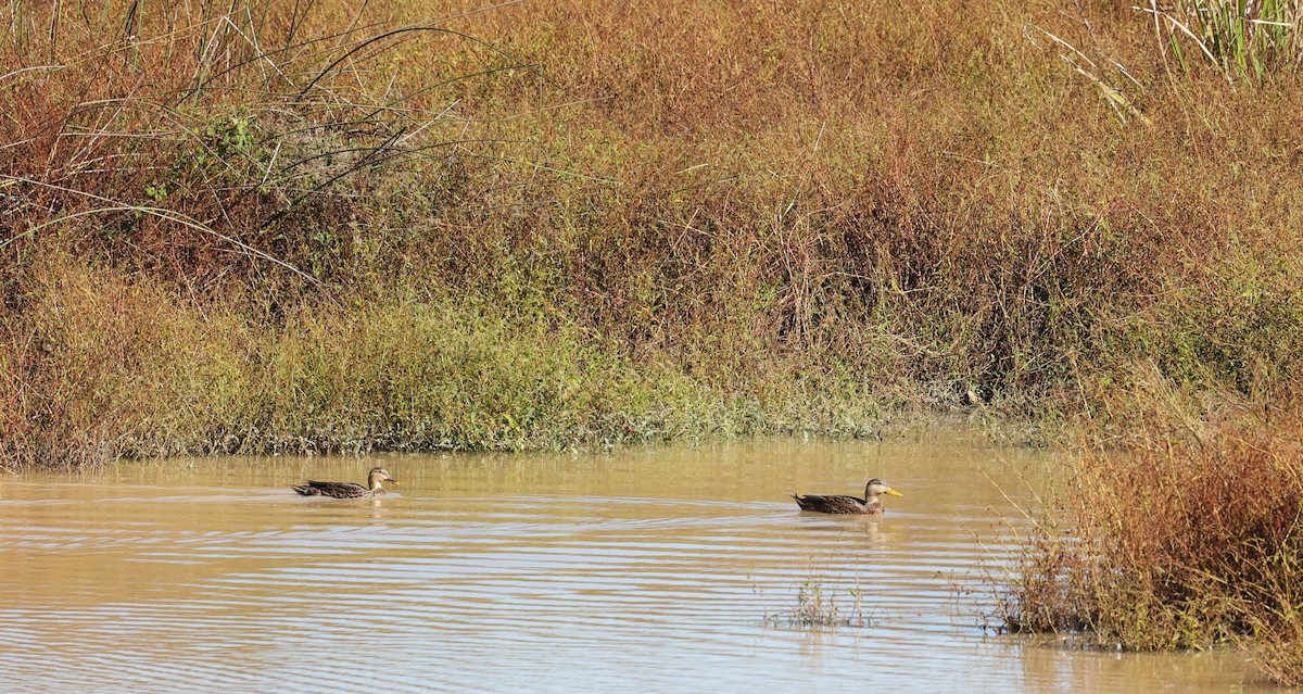 Mallard/Mottled Duck - ML646069552