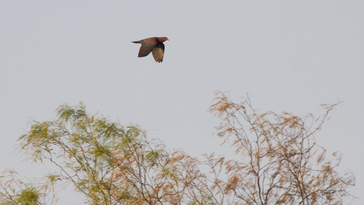 Red-billed Pigeon - ML646069554